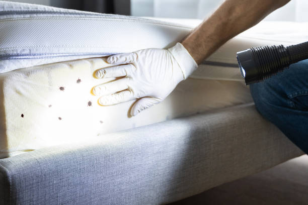 Best Flea Control Services  in Matoaca, VA